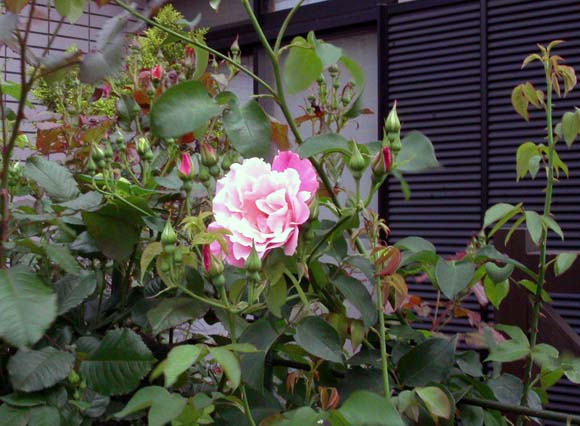 pinkrose013